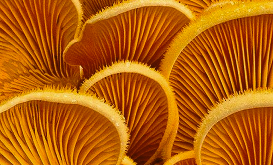 hypha karolinaconk karolina utrera